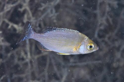Black Seabream - Photo (c) xavi salvador costa, some rights reserved (CC BY-NC)