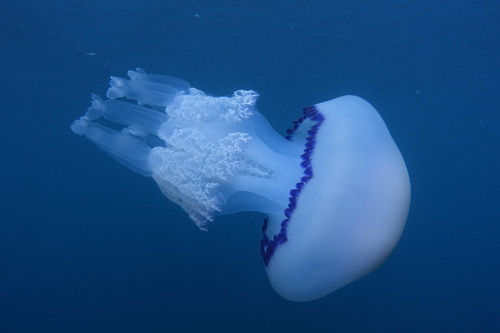 Barrel Jelly - Photo (c) oriol_d, all rights reserved