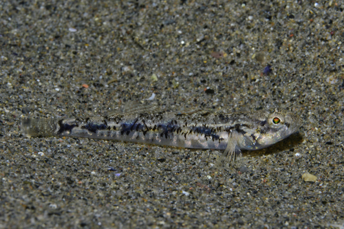 Bath's Goby - Photo (c) oriol_d, all rights reserved