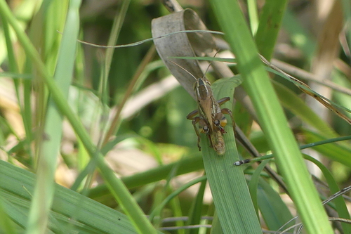 Eyprepocnemis plorans - Photo (c) mediambient_ajelprat, some rights reserved (CC BY-NC)