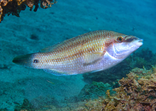 East Atlantic Peacock Wrasse - Photo (c) oriol_d, all rights reserved