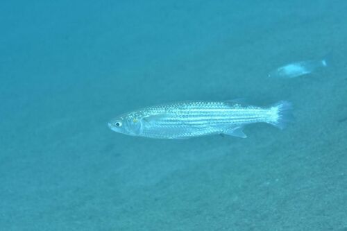 Golden Grey Mullet - Photo (c) xavi salvador costa, some rights reserved (CC BY-NC)