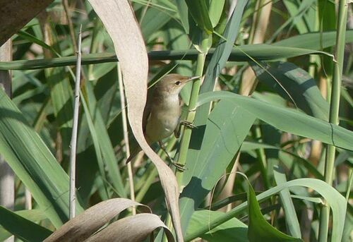 Common Reed Warbler - Photo (c) mediambient_ajelprat, some rights reserved (CC BY-NC)