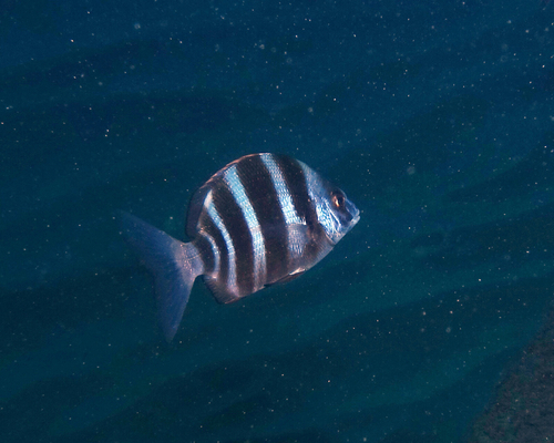 Horned Bream - Photo (c) oriol_d, all rights reserved