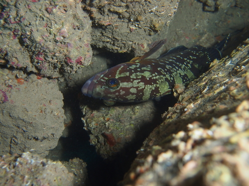 Dusky Grouper - Photo (c) xavi salvador costa, some rights reserved (CC BY-NC)