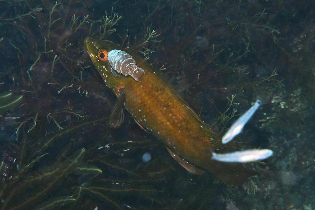 Labrus bergylta pictus - Photo (c) xavi salvador costa, some rights reserved (CC BY-NC), uploaded by xasalva