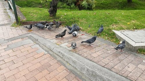 Rock Pigeon - Photo (c) Jaume Piera, some rights reserved (CC BY-NC)