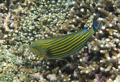 Bluelined Surgeonfish - Photo (c) Jaume Piera, some rights reserved (CC BY-NC), uploaded by jaume-piera