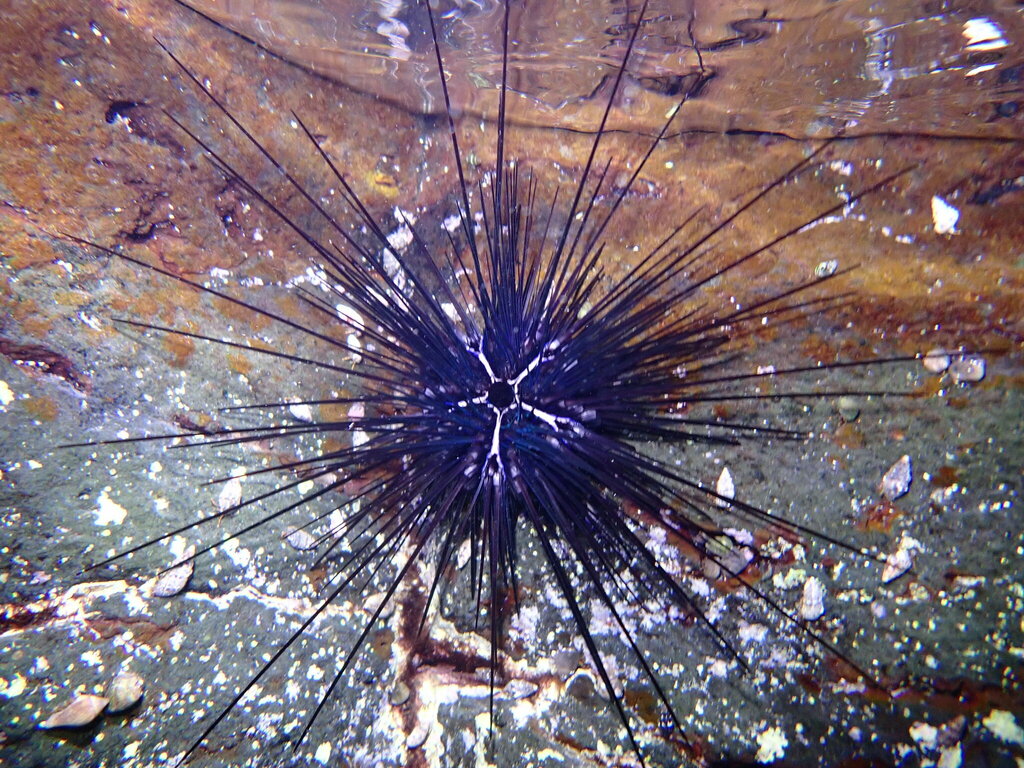 Diadema africanum - Photo (c) Karen Soacha, some rights reserved (CC BY), uploaded by adrisoacha