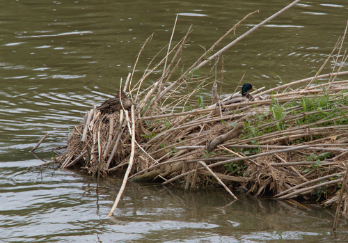 Mallard - Photo (c) Jaume Piera, some rights reserved (CC BY-NC)