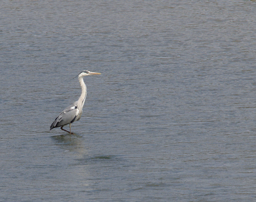 Grey Heron - Photo (c) Jaume Piera, some rights reserved (CC BY-NC)
