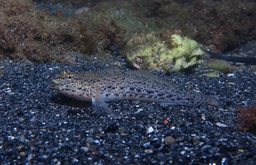 Incognito Goby - Photo (c) oriol_d, all rights reserved