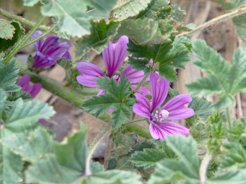 Common Mallow - Photo (c) Jaume Piera, some rights reserved (CC BY-NC)