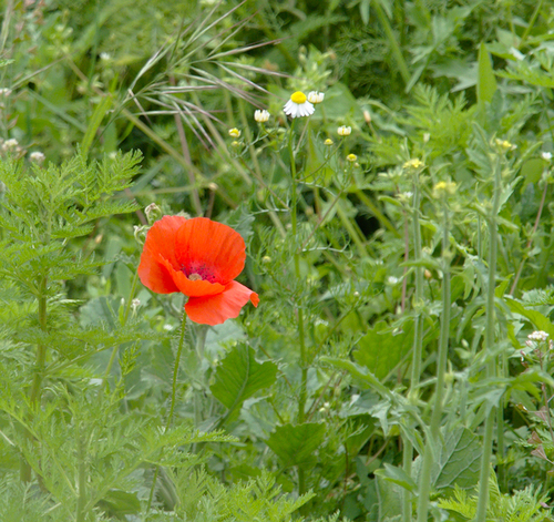 Long-headed Poppy - Photo (c) Jaume Piera, some rights reserved (CC BY-NC)
