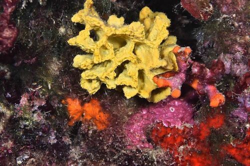 Crumpled Duster Sponge - Photo (c) xavi salvador costa, some rights reserved (CC BY-NC)