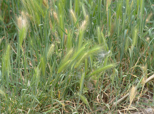 Wall Barley - Photo (c) Jaume Piera, some rights reserved (CC BY-NC)