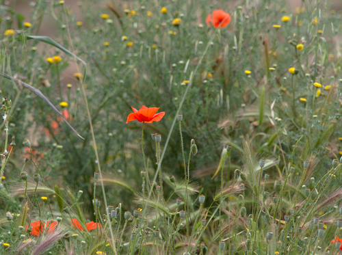 Common Poppy - Photo (c) Jaume Piera, some rights reserved (CC BY-NC)