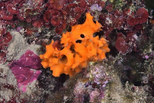 Orange Lumpy Sponge - Photo (c) xavi salvador costa, some rights reserved (CC BY-NC)