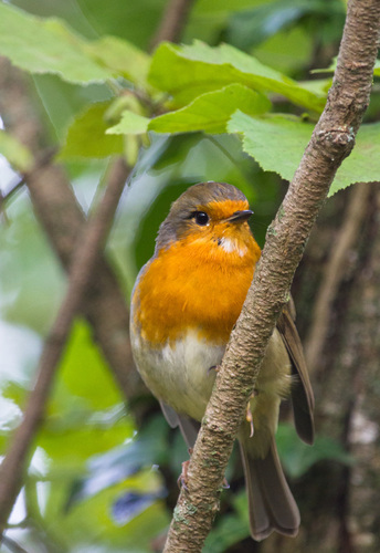 European Robin - Photo (c) Bernat Garrigós, some rights reserved (CC BY-NC)