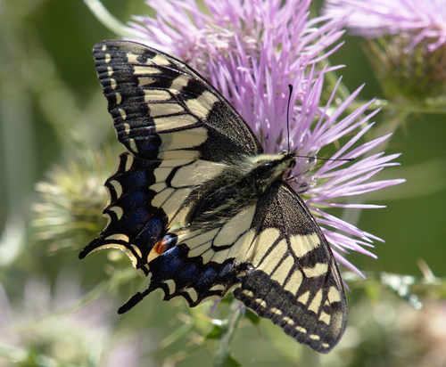 Old World Swallowtail - Photo (c) Jaume Piera, some rights reserved (CC BY-NC)