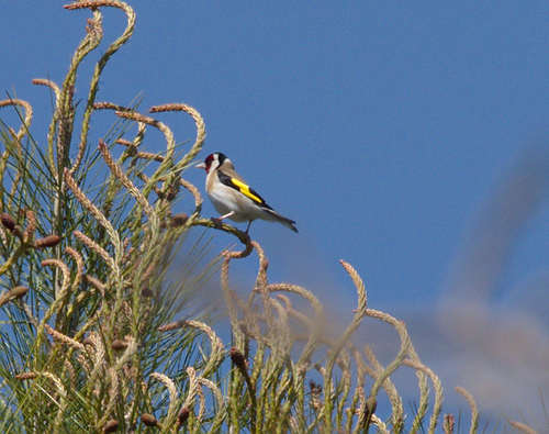 European Goldfinch - Photo (c) Jaume Piera, some rights reserved (CC BY-NC)