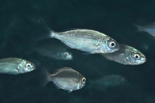 Axillary Seabream - Photo (c) xavi salvador costa, some rights reserved (CC BY-NC)
