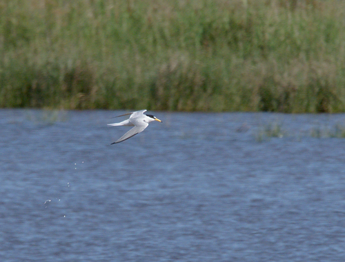 Little Tern - Photo (c) Jaume Piera, some rights reserved (CC BY-NC)