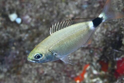 Saddled Seabream - Photo (c) xavi salvador costa, some rights reserved (CC BY-NC)