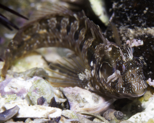 Mystery Blenny - Photo (c) oriol_d, all rights reserved