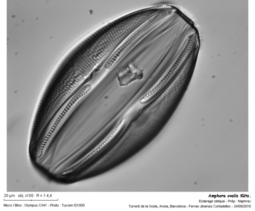 Bacillariophyta - Photo (c) Ferran Jimenez Cortadelles, some rights reserved (CC BY-NC)