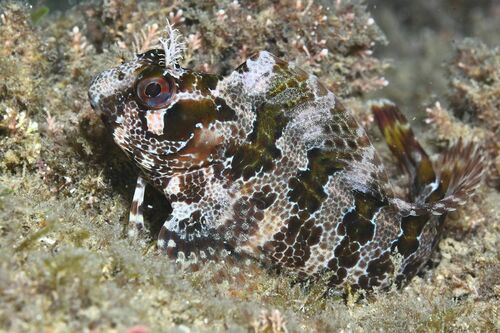 Tompot Blenny - Photo (c) xavi salvador costa, some rights reserved (CC BY-NC)