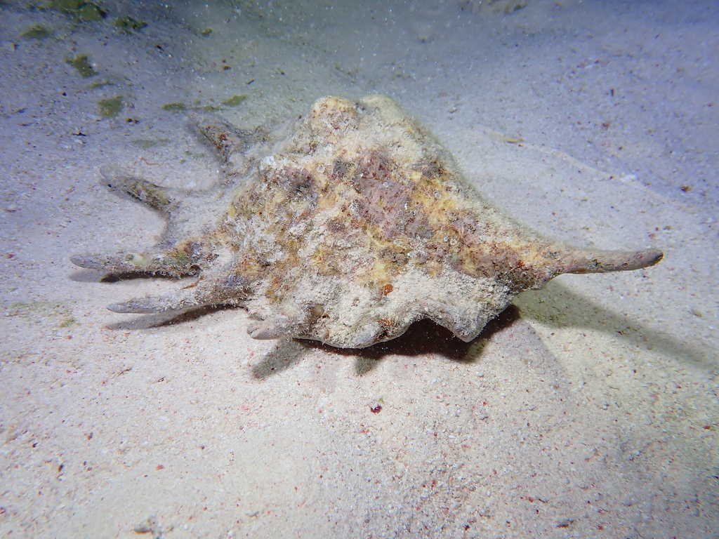 Lambis - Photo (c) Edu, some rights reserved (CC BY-NC-SA), uploaded by Edu Alcaniz