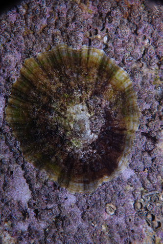 Patella - Photo (c) oriol_d, all rights reserved