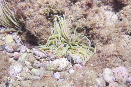 Snakelocks Anemone - Photo (c) oriol_d, all rights reserved