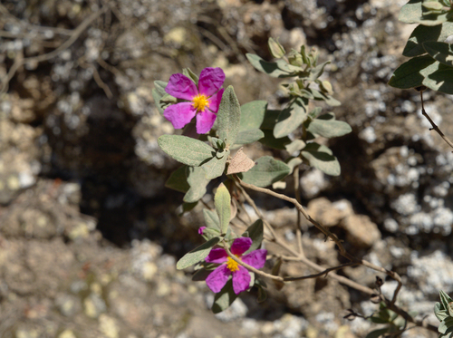 Shrubby Rock-Roses - Photo (c) Jaume Piera, some rights reserved (CC BY-NC)