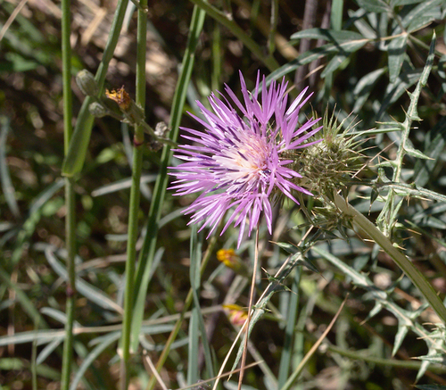 Boar Thistle - Photo (c) Jaume Piera, some rights reserved (CC BY-NC)