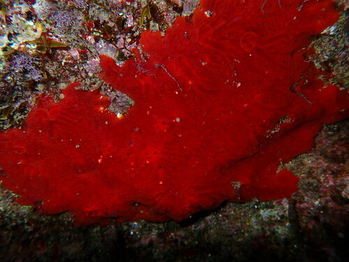 Hamigera - Photo (c) Enric Badosa, some rights reserved (CC BY-NC)