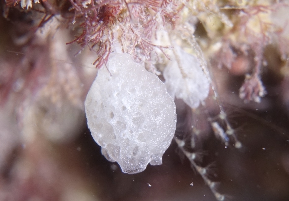 Clathrina lacunosa - Photo (c) oriol_d, all rights reserved, uploaded by oriol_d