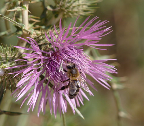 Western Honey Bee - Photo (c) Jaume Piera, some rights reserved (CC BY-NC)