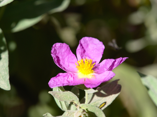 Dicots - Photo (c) Jaume Piera, some rights reserved (CC BY-NC)