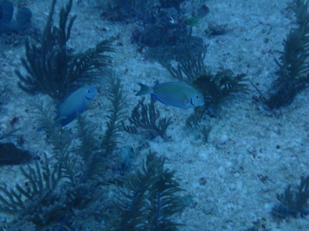 Grey Doctorfish - Photo (c) Berta Companys Oliva, some rights reserved (CC BY-NC), uploaded by bertinhaco