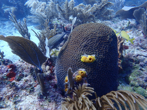 Great Star Coral - Photo (c) Berta Companys Oliva, some rights reserved (CC BY-NC)