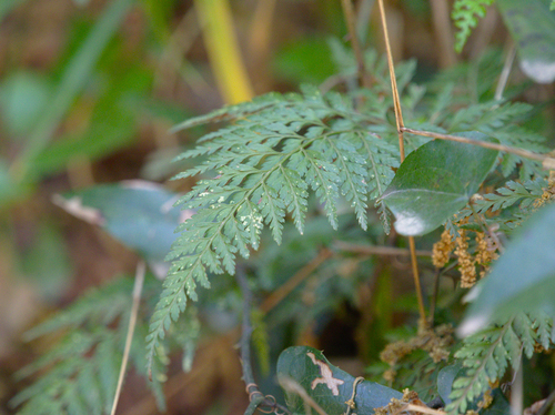 Ferns - Photo (c) Jaume Piera, some rights reserved (CC BY-NC)