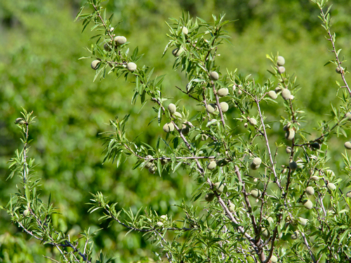 Almond - Photo (c) Jaume Piera, some rights reserved (CC BY-NC)
