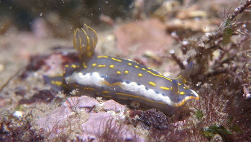 Regal Sea Goddess - Photo (c) oriol_d, all rights reserved