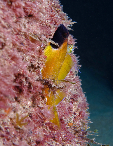 Black-faced Blenny - Photo (c) oriol_d, all rights reserved