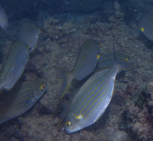 Cow Bream - Photo (c) oriol_d, all rights reserved