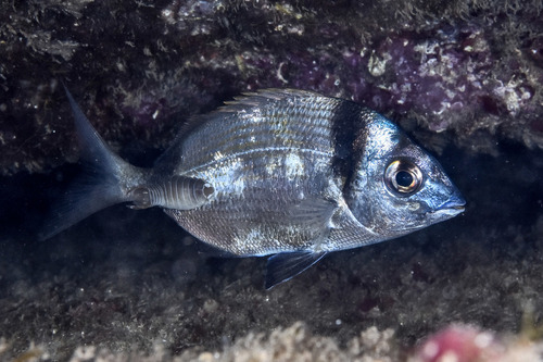 Fish Lice - Photo (c) xavi salvador costa, some rights reserved (CC BY-NC), uploaded by xasalva