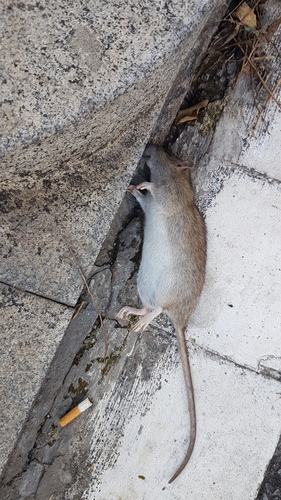 Brown Rat - Photo (c) Jaume Piera, some rights reserved (CC BY-NC)