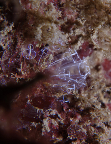 Lightbulb Sea Squirt - Photo (c) oriol_d, all rights reserved